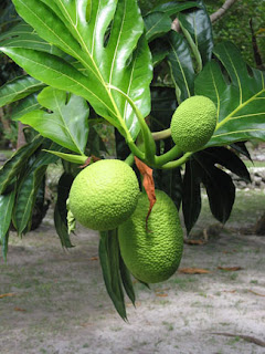 breadfruit leaf part bud unripe leaves showing