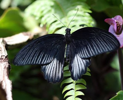 Butterfly meaning black Urban Dictionary: