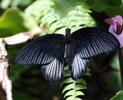 Black butterfly meaning