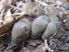 Llista actualitzada dels mamífers de la Conca de la Tordera