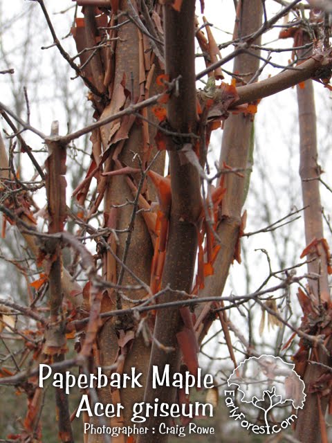 paperbark maple near me paperbark maple near me