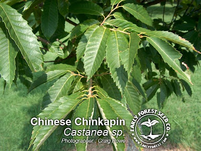 Chinese Chestnut Leaves