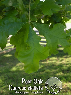 Post Oak Leaf