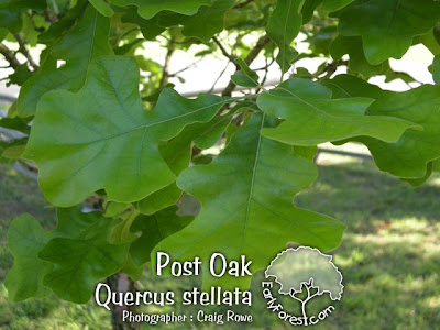 Post Oak Leaves