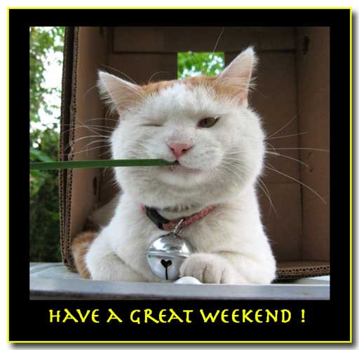 Loving Cat Picture Loving Cat Picture