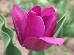 flowers purple tulip tulips flower spring gardening garden bulb