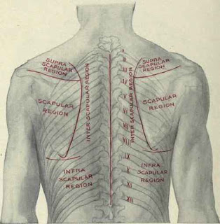 Diagnosing and treating a POSTERIORLY SUBLUXED RIB using MUSCLE ENERGY ...