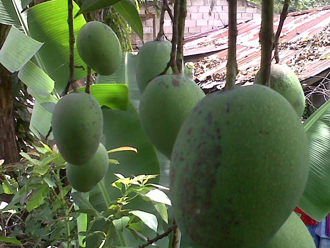 Caimito La Vega Caimito La Vega Tierra Fertil