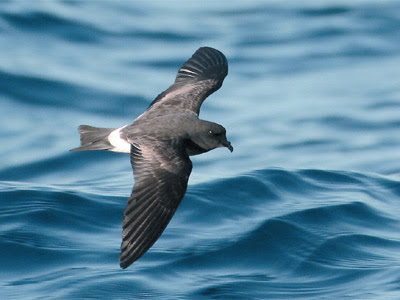 Resultado de imagem para em busca do painho de monteiro