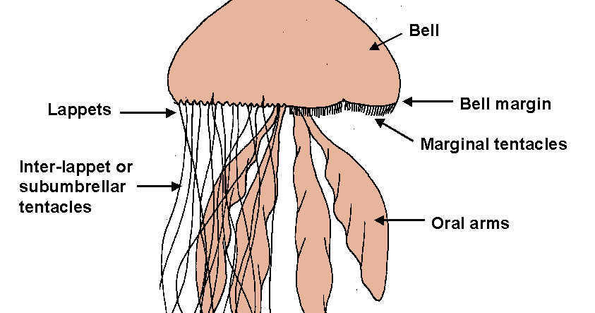 World Of Jellyfish: JELLYFISH : Anatomy - Life Cycle