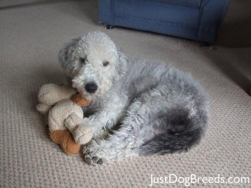 Bedlington+Terrier.jpg