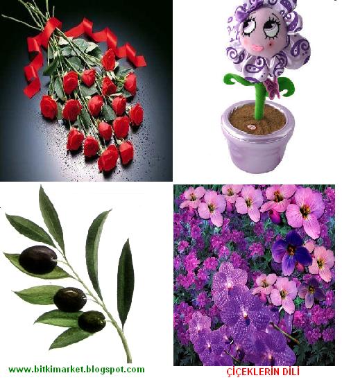 [ÇİÇEKLERİN+DİLİ.JPG]