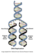DNA Replicacion