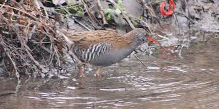 stockers birding colne