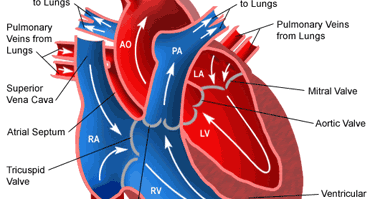 The Heart - It's Lightening: The Hearts Function, Cardiac Cycle and