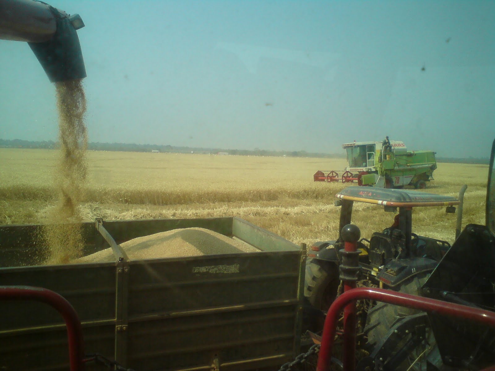 Aileen in Zambia Wheat harvesting in Zambia