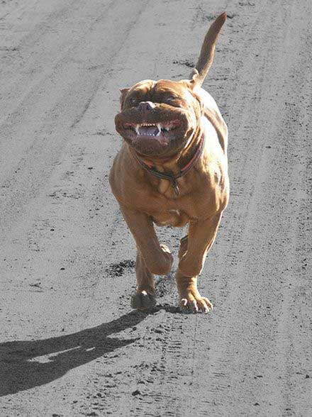 [terrifying-dog-running-towa.jpg]