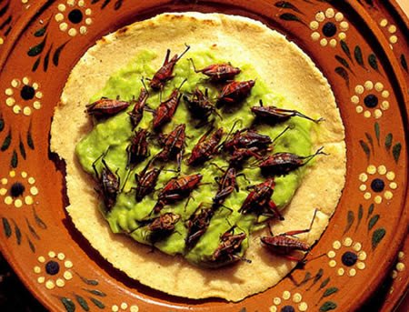 [strangest_foods_14.jpg]