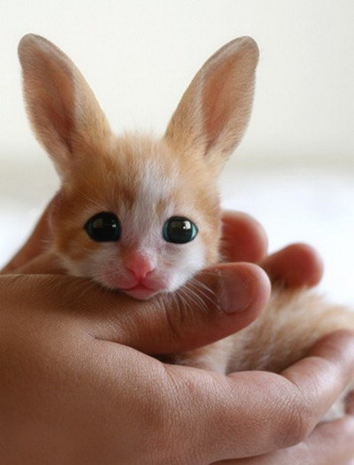 [baby_fenec_hare.jpg]