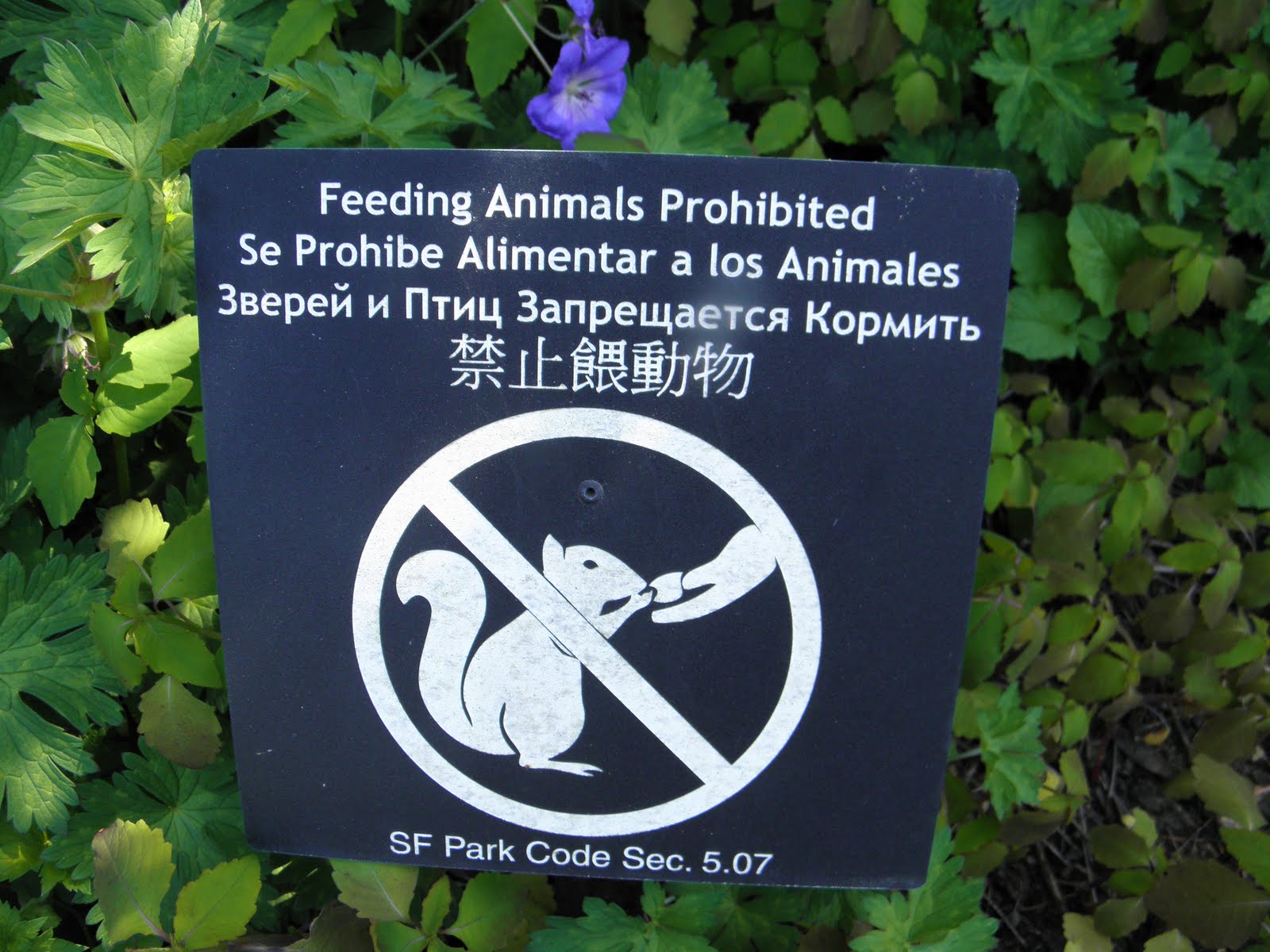 Don't Feed The Squirrels