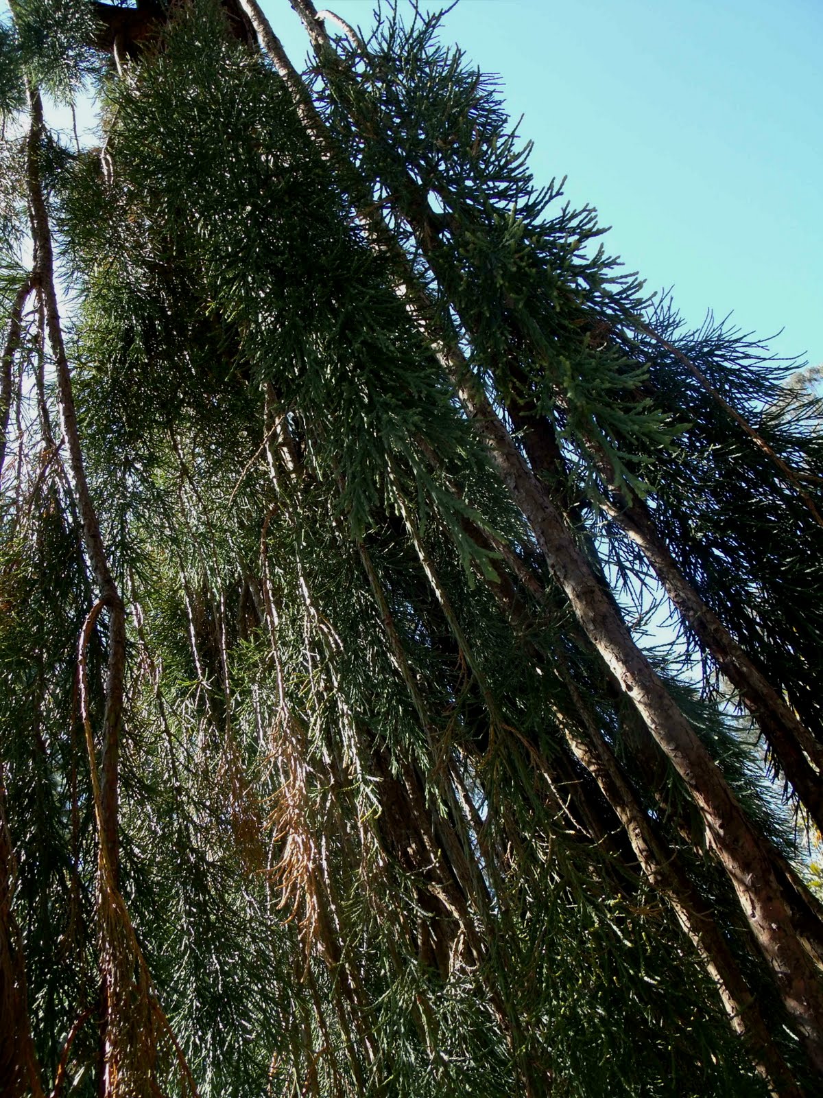 Weeping Sequoia & Monterey Cypress Trees