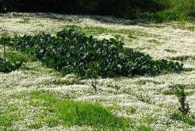 [Flores_Quadrado_de_couves.jpg]