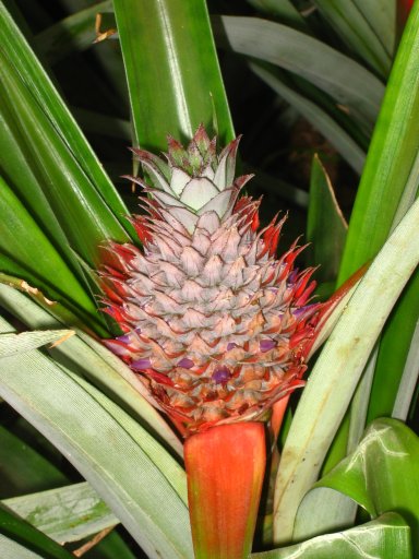 [Ananas_Estufa_Açores.jpg]