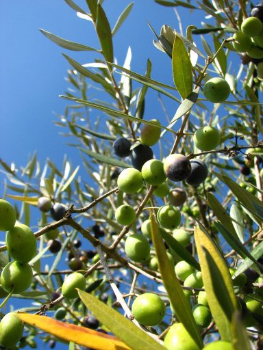 [azeitonas_2.jpg]