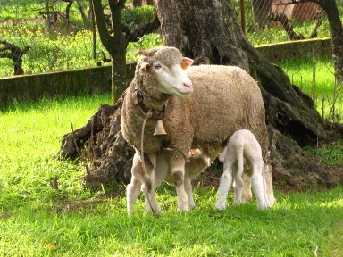 [Ovelha_borregos.jpg]