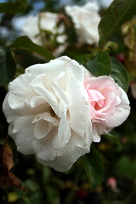 [Waterperry_Gardens_rosa_branca.jpg]