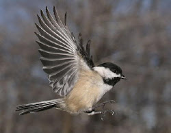 chickadee capped bird birds chickadees flying maine fly state chick cap dee flight chicadee its oklahoma carolina official headed texas