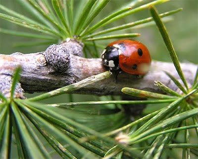 Adevărul de pretutindeni: LUMEA VĂZUTĂ PRIN OCHII UNEI BUBURUZE
