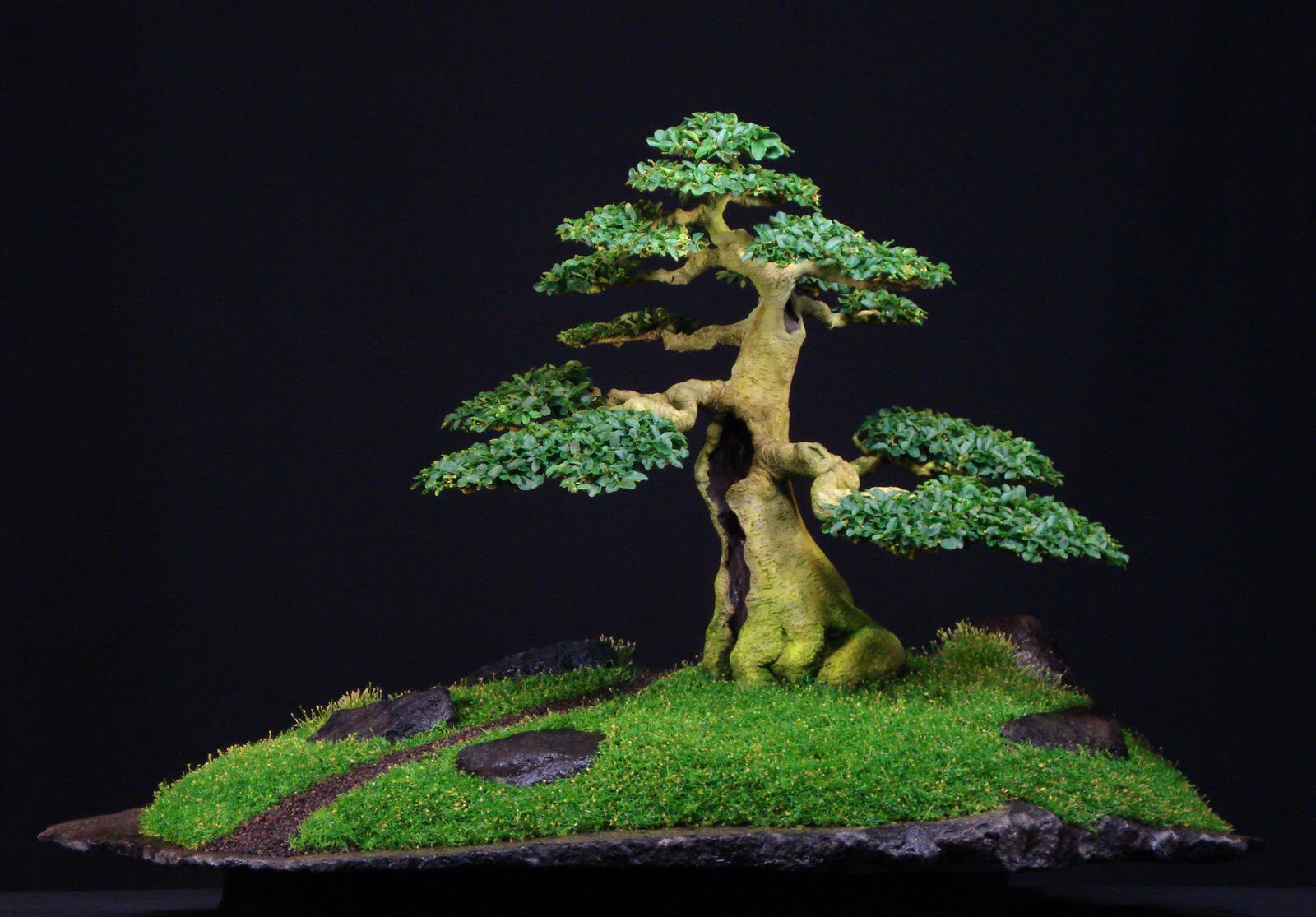 bonsai dominicano 10 REGLAS BASICAS DEL BONSAI