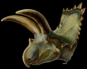 Coahuilaceratops magnacuerna