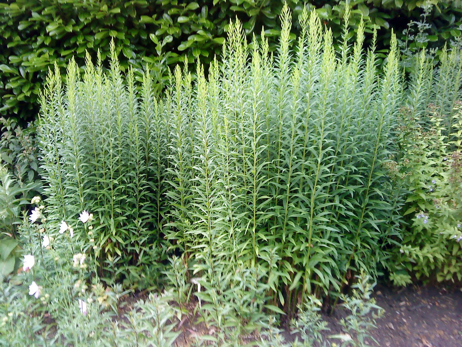 Wallpaper Hangers Portsmouth