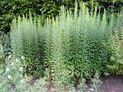 Wallpaper Hangers Portsmouth (bg wallpaper plant)