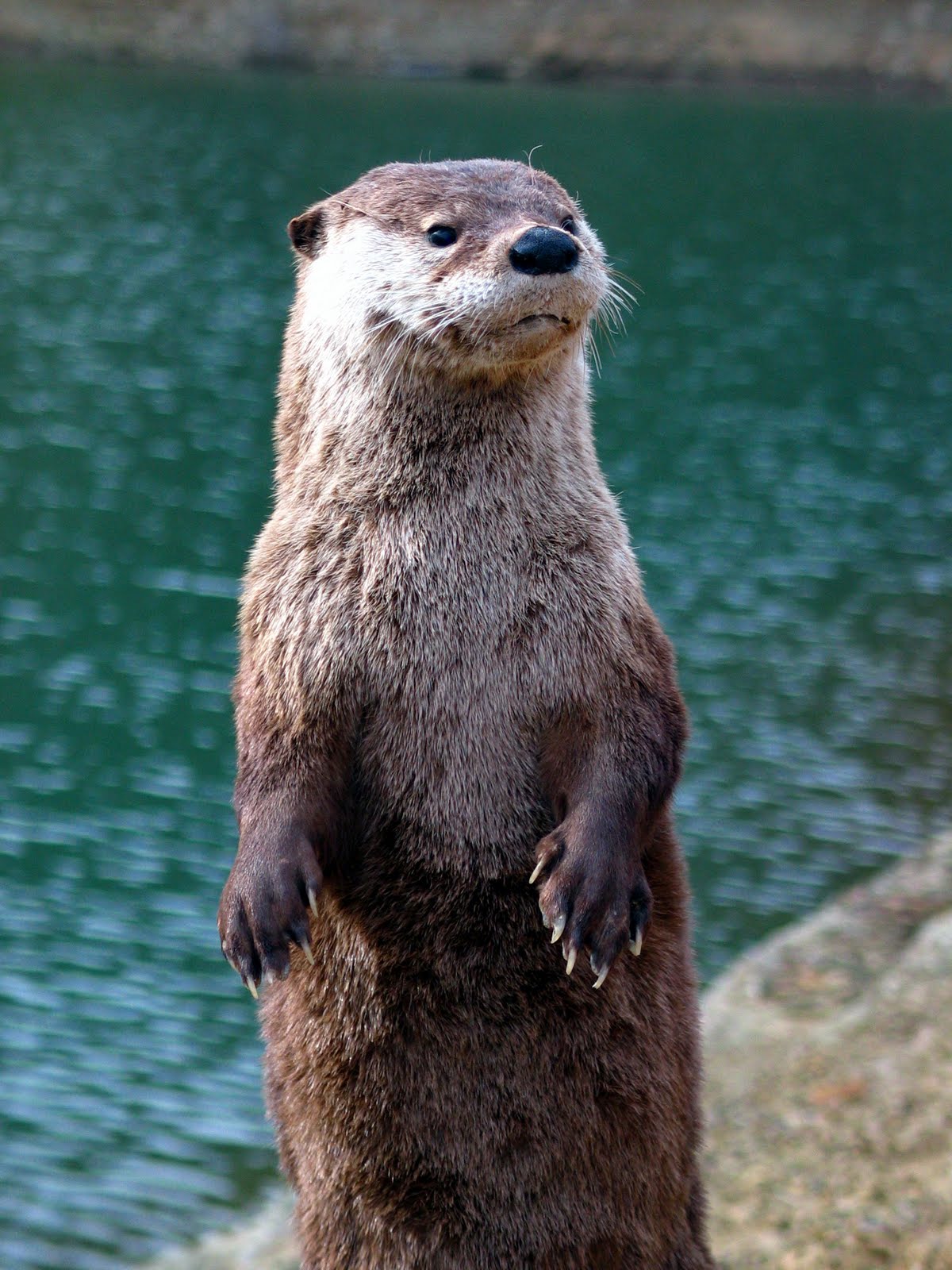 Here Comes The Sun OTTERs here-comes-the-sun-otters