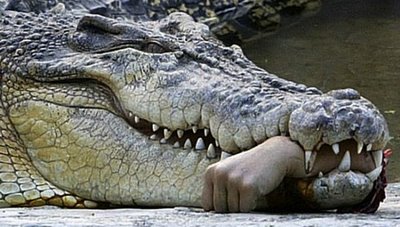 [cocodrilo.jpg]