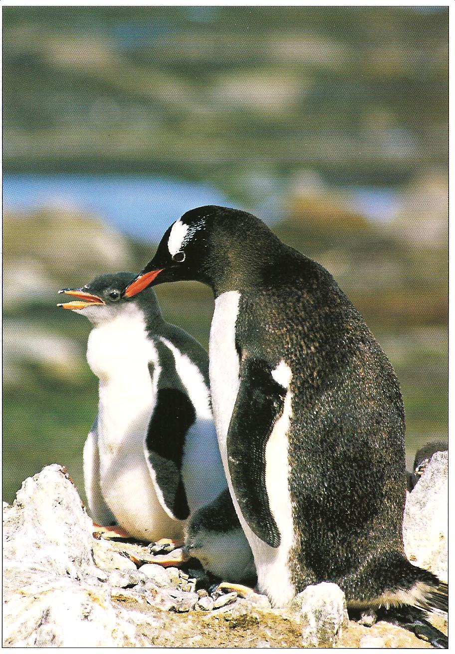 [antartica+jan269.jpg]