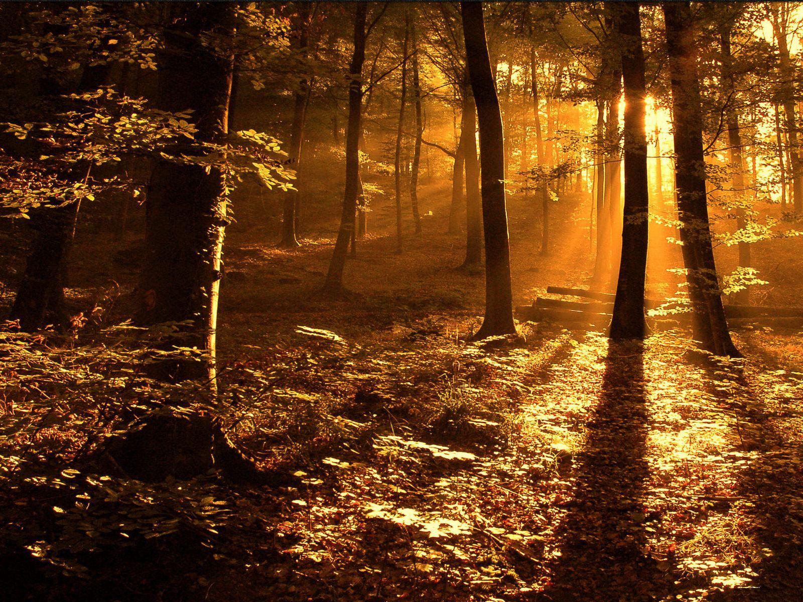[TreeAutumn+(5).jpg]