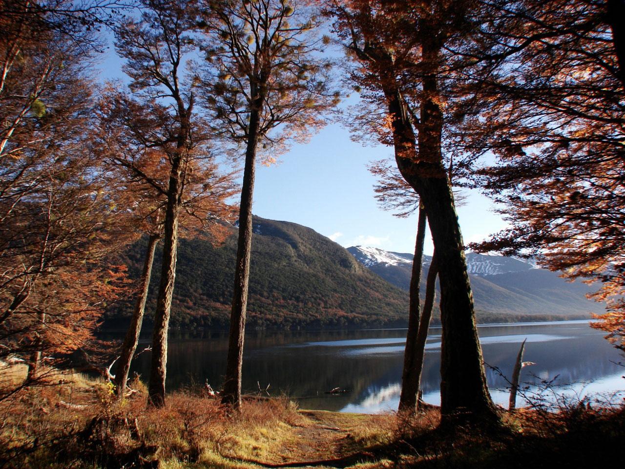 [TreeAutumn+(11).jpg]