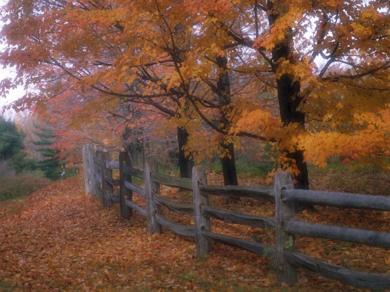 [TreeAutumn+(17).jpg]