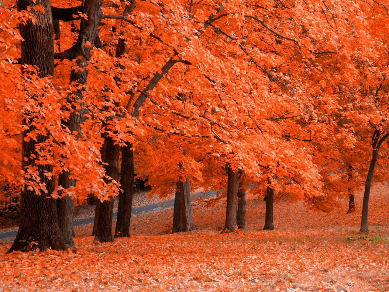 [TreeAutumn+(21).jpg]