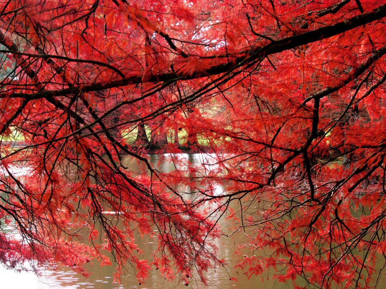 [TreeAutumn+(27).jpg]