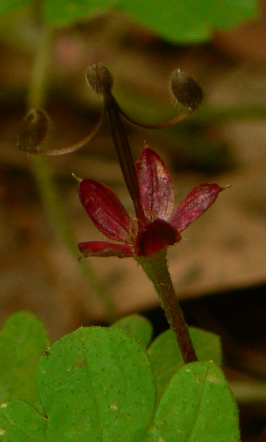 [Geranium+1+©Anna+Tambour.jpg]