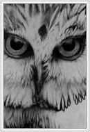 Observando aves en Bariloche y sus alrededores: El aguilucho común Observando aves en Bariloche y sus alrededores: El aguilucho común