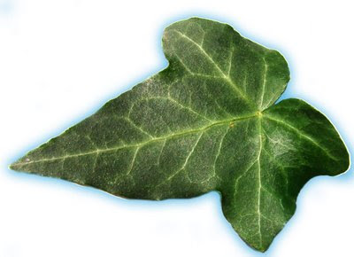 EL JARDIN DE CLAUDIA: HOJAS