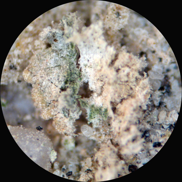 Medion:推出 Erazer Beast X40 和 Major X20 游戏笔记本