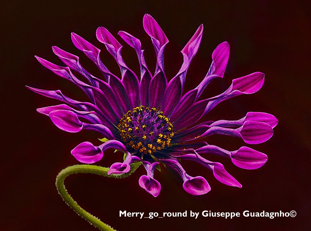[Merry_go_round+by+Giuseppe+Guadagnho©+copy.jpg]