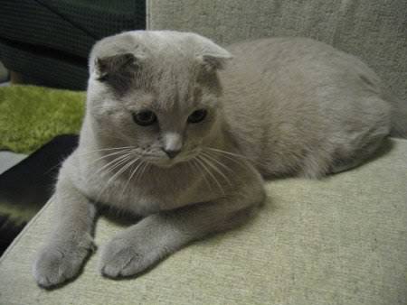 [scottish-fold-cat-facts-2.jpg]